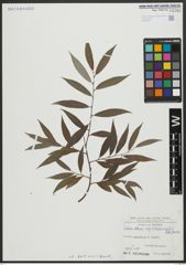 Foto von Salix alba subsp. vitellina (L.) Arcang.